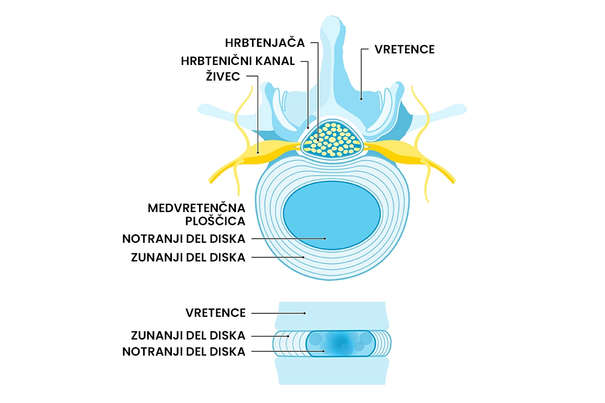 kakšna je vloga medvretenčne ploščice
