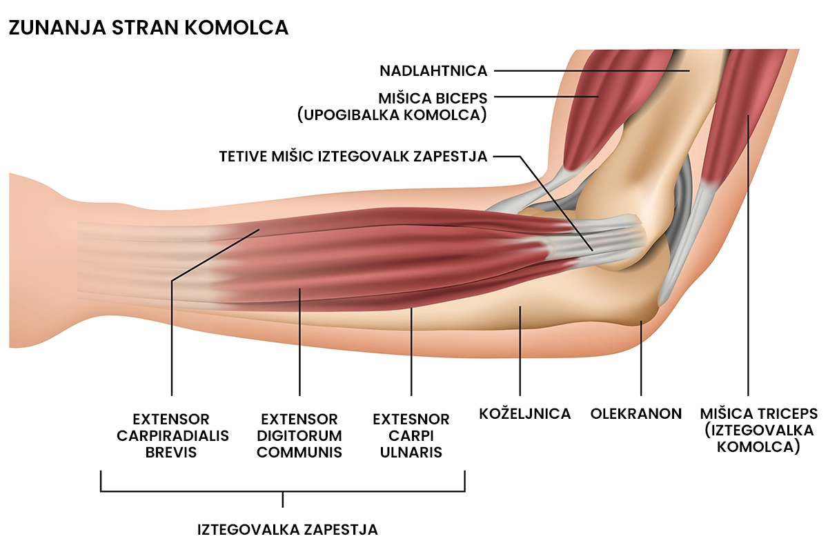 Teniški komolec, anatomija komolca